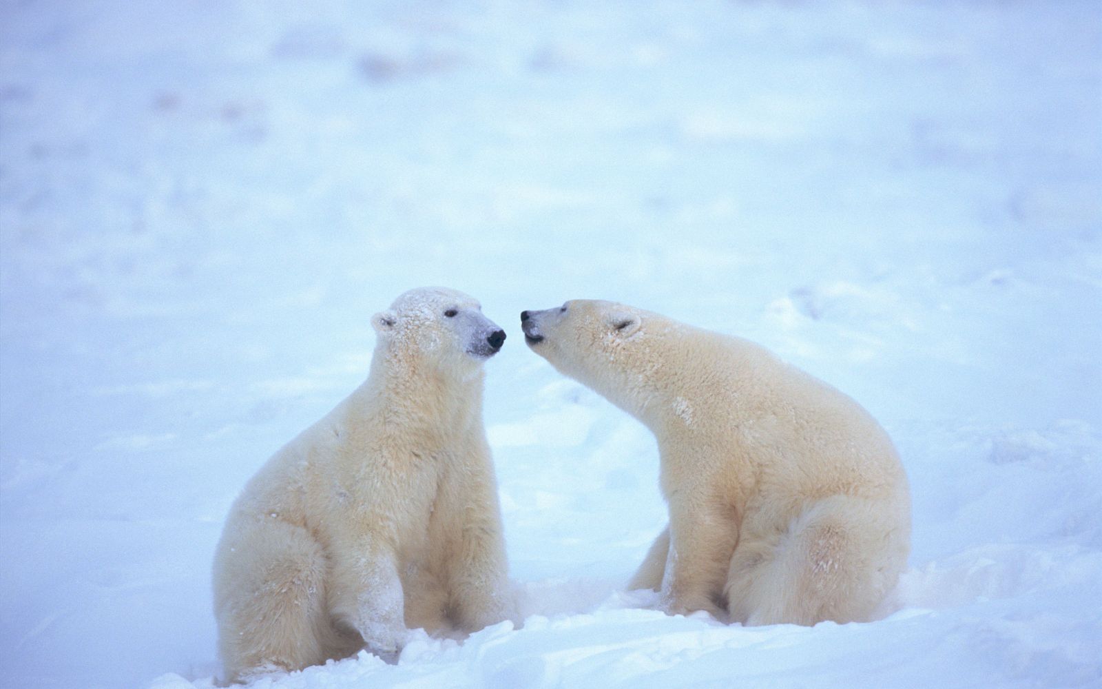 Viaggio di gruppo alle Svalbard