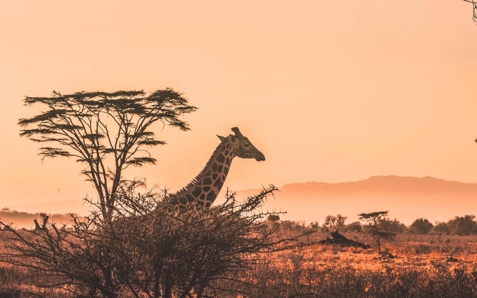 Safari in Africa