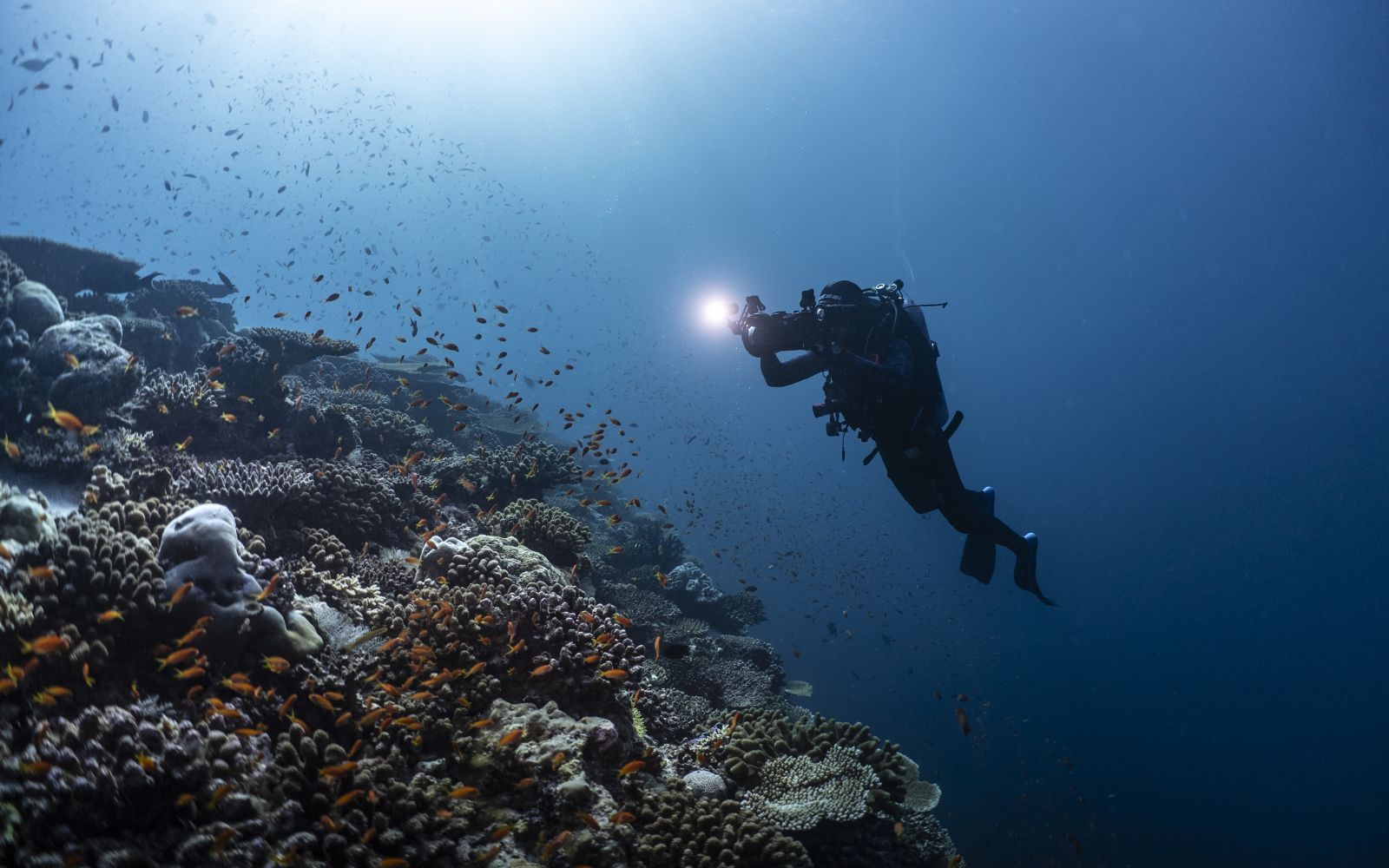 Tutti i viaggi "Subacquei"
