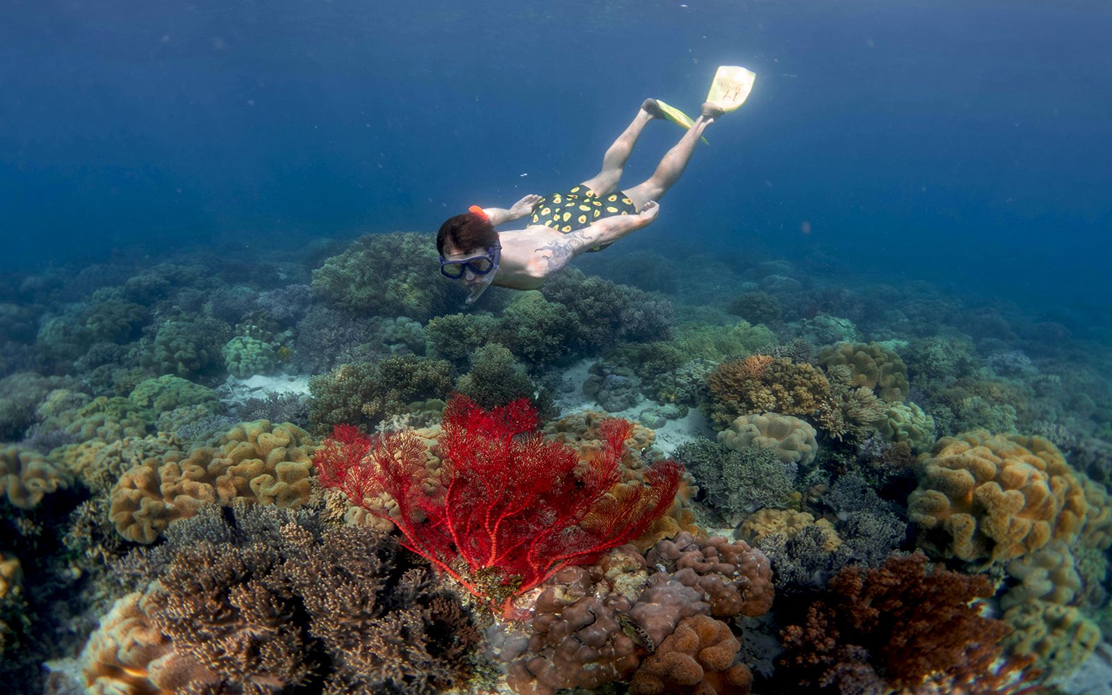 Verso Koh Tao: il paradiso dello snorkeling e il segreto delle tartarughe marine