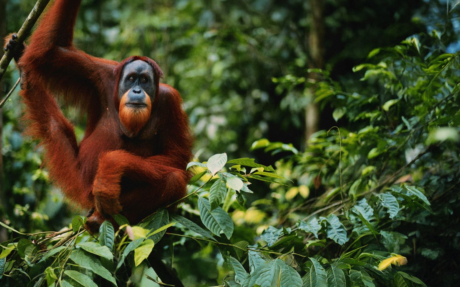 Indonesia Sumatra: alla ricerca di oranghi e civiltà perdute