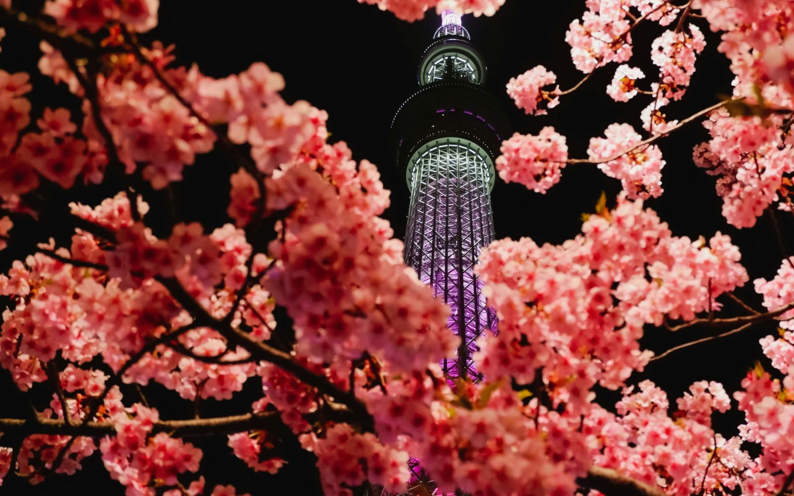 Viaggi di gruppo Hanami sivola