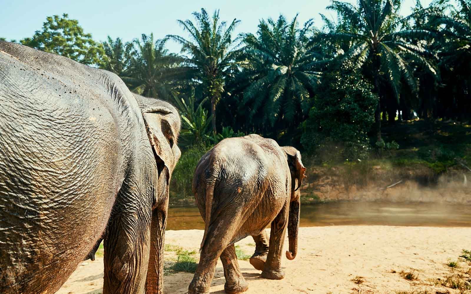 Vedere gli elefanti a Mondulkiri in Cambogia