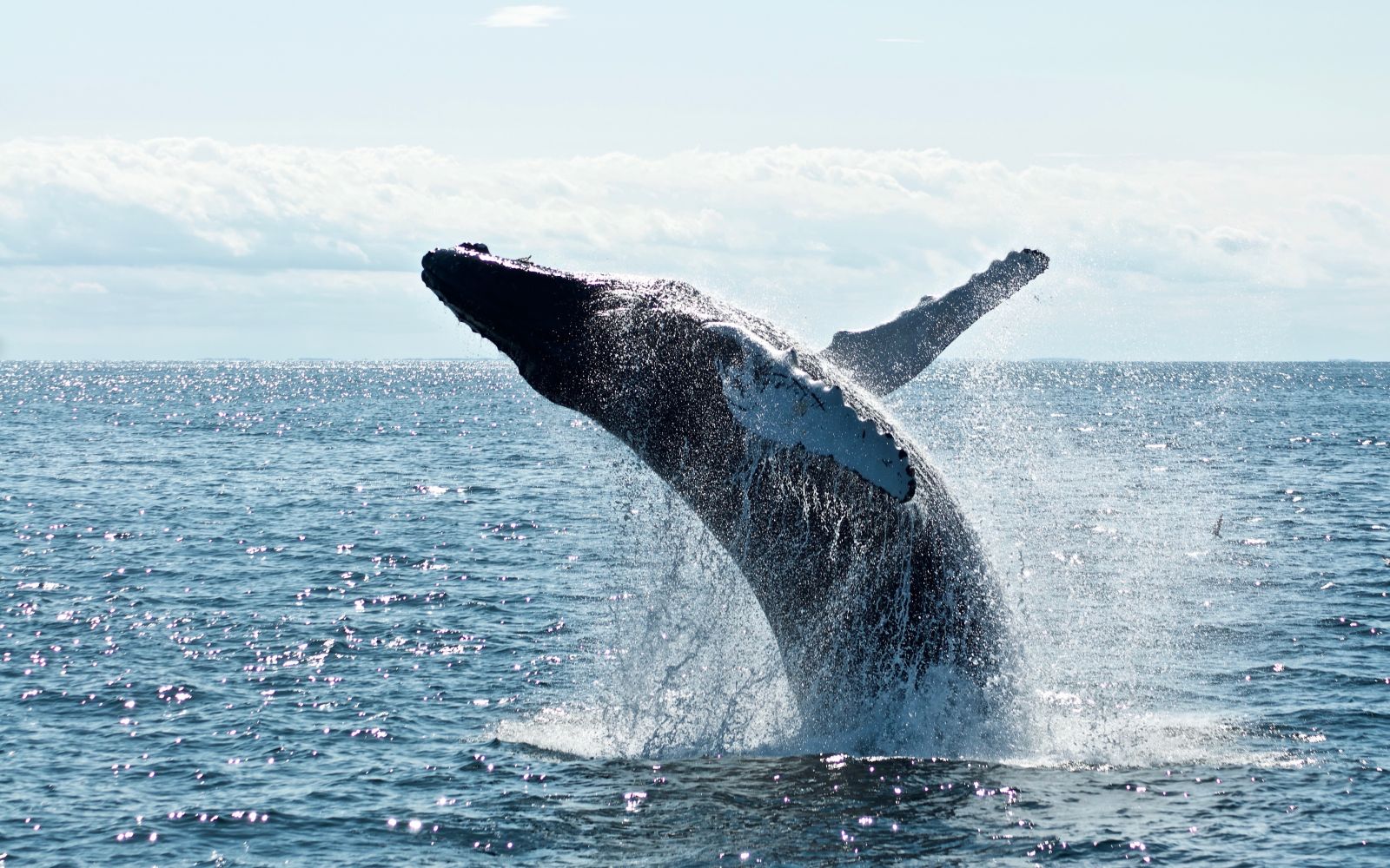 Viaggi per vedere le balene