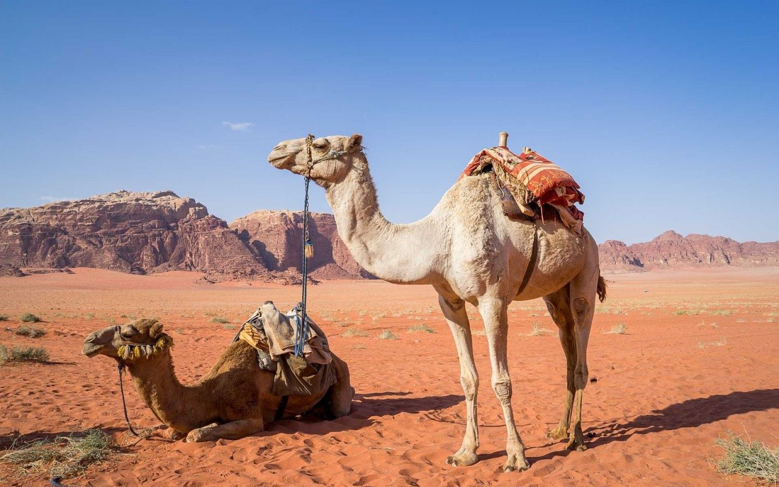 Cosa fare nel Wadi Rum