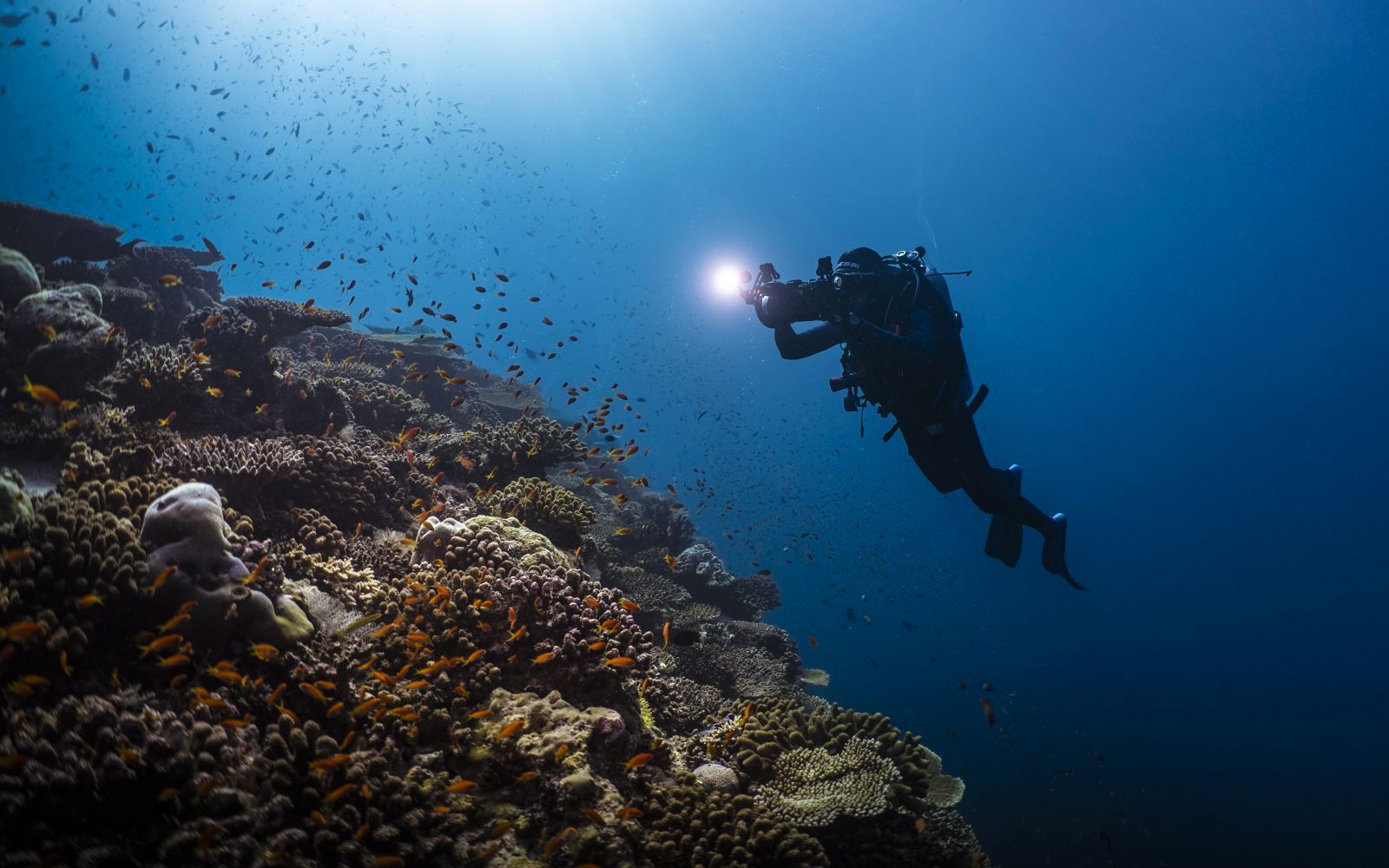 Egitto: crociera nel mar Rosso, diving & snorkeling