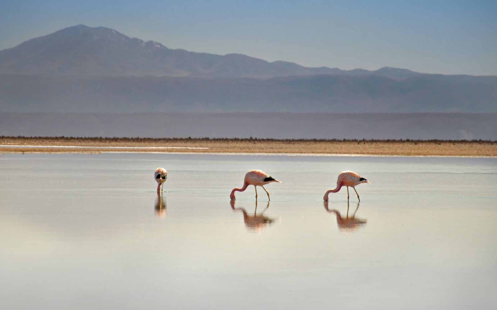 Cile & Bolivia