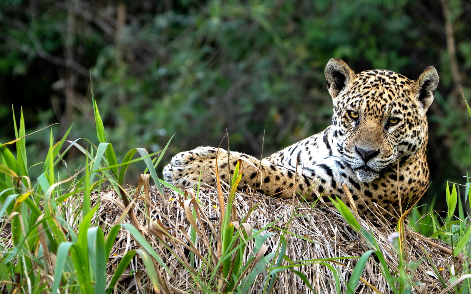 Brasile Seleção: Rio, Iguaçu e il Giaguaro del Pantanal