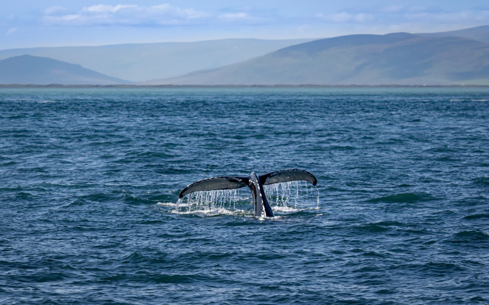 Balena Islanda