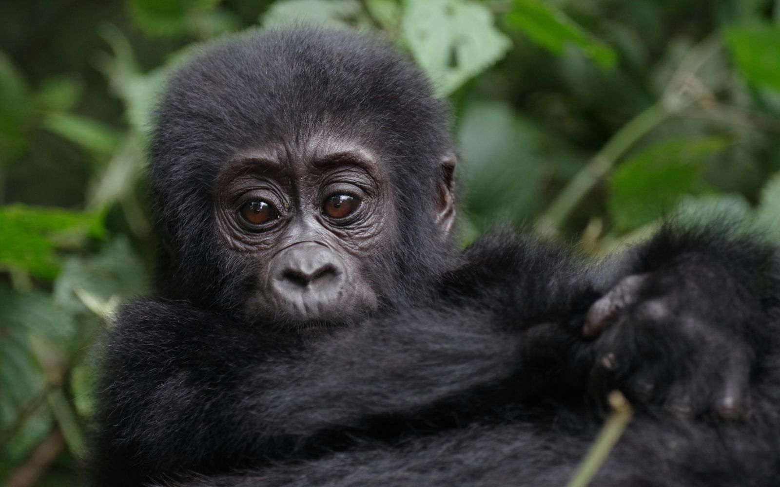 Uganda