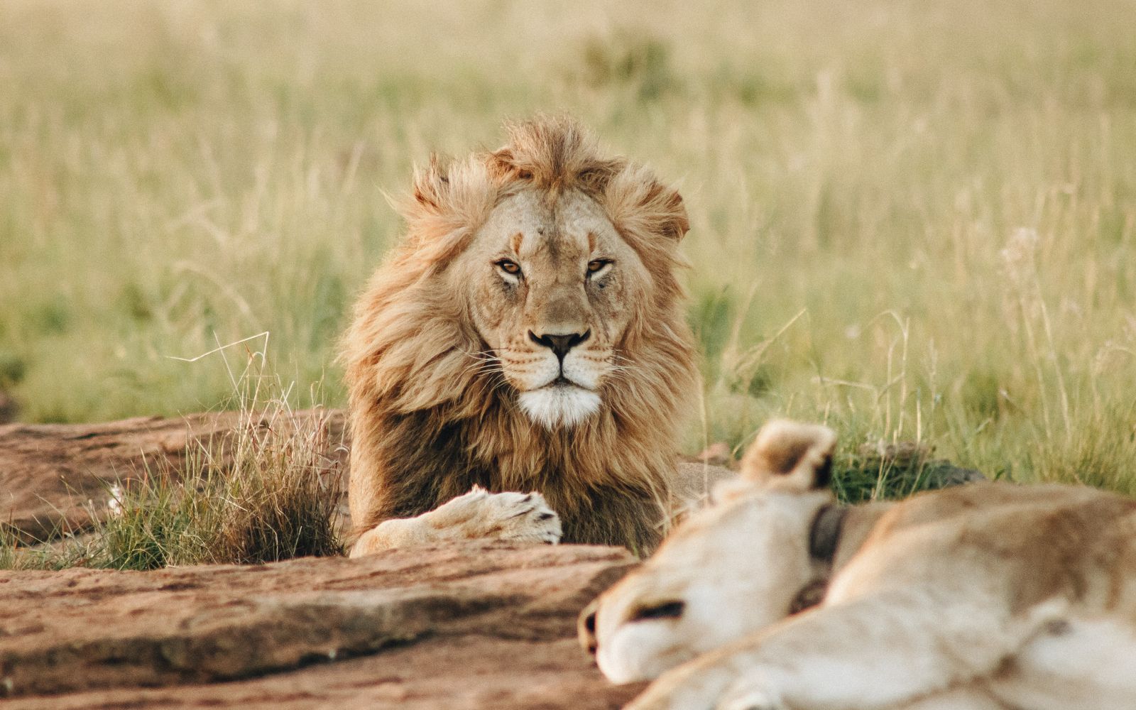 viaggio di gruppo tanzania safari migrazione