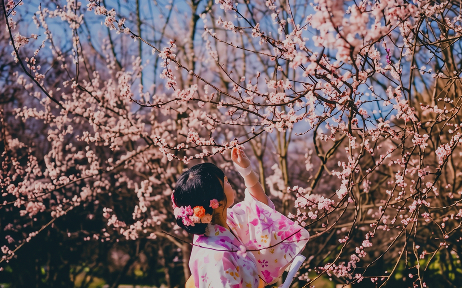 Speciale Hanami