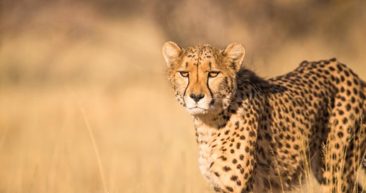 viaggio di gruppo tanzania e zanzibar