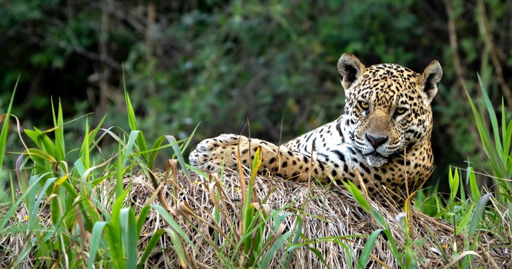 Brasile Seleção: Rio, Iguaçu e il Giaguaro del Pantanal