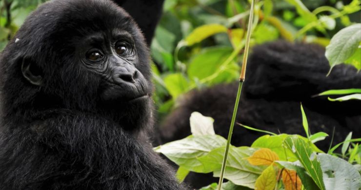 Viaggio di gruppo in Uganda